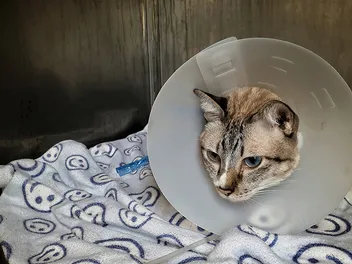 FIV in Cats (Feline Immunodeficiency Virus): Vet Explained Causes, Signs & Care