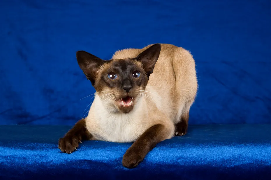 Seal Point Siamese on blue background