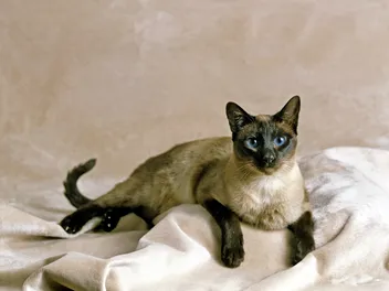 Seal Point Siamese: Info, Pictures, Origin & More