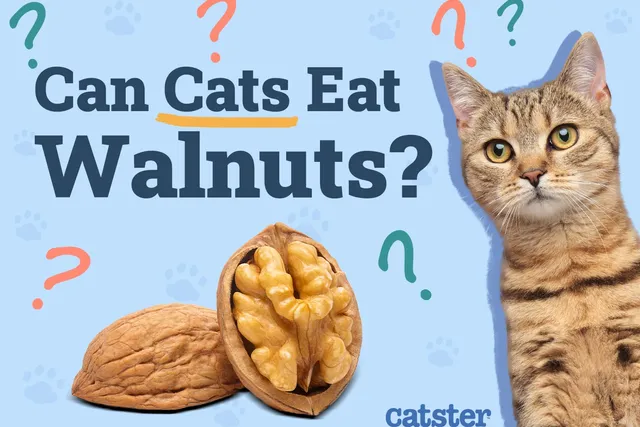 Can Cats Eat Walnuts? Vet Approved Facts & FAQ