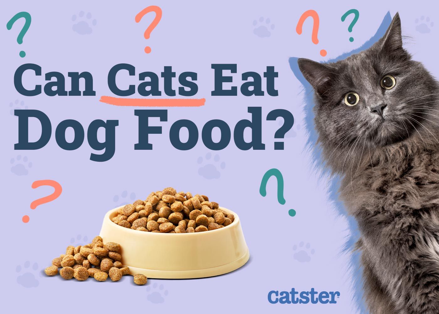 Can Cats Eat Dog Food