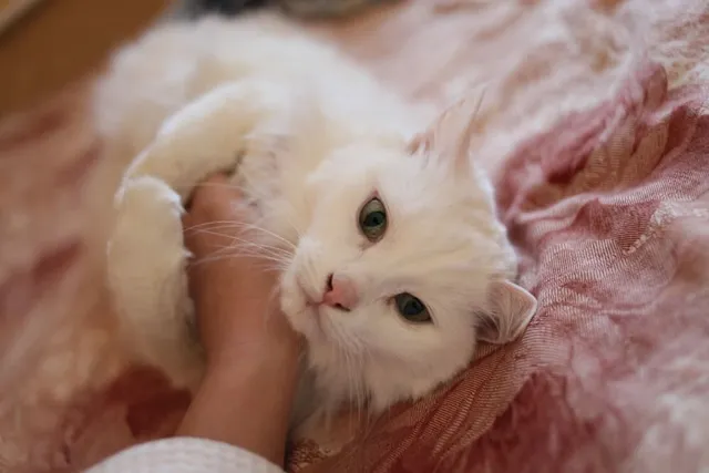 Why Does My Cat Hug My Arm? 5 Vet-Reviewed Reasons