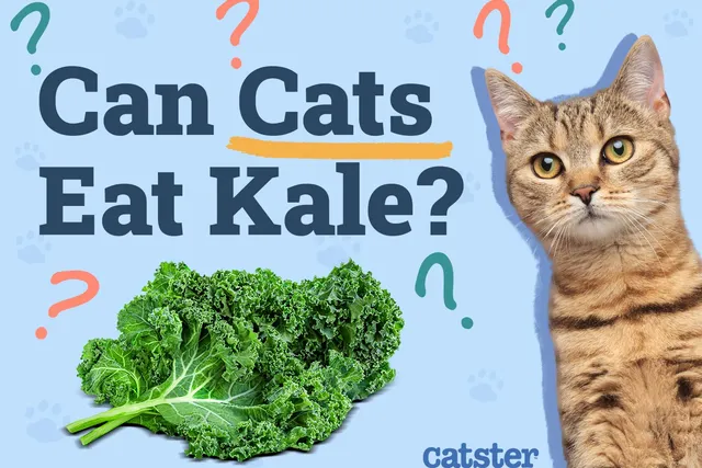 Can Cats Eat Kale? Vet-Reviewed Nutrition Facts & FAQ