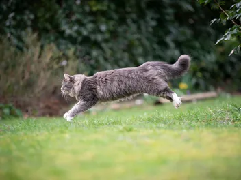 How Fast Can a House Cat Run? Record & Average Speeds (Vet-Reviewed)