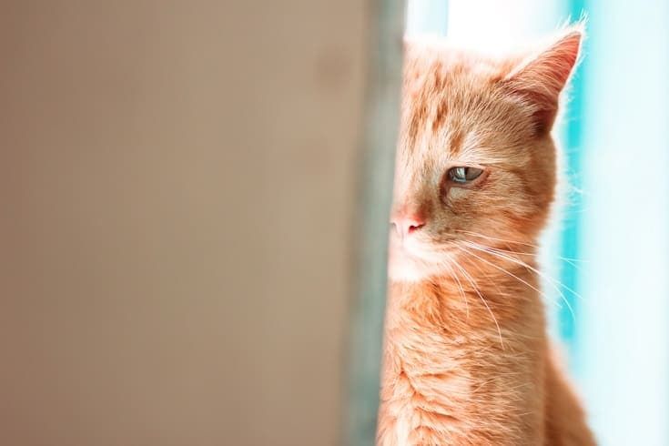 crying-cat_Shutterstock_arvitalyaart