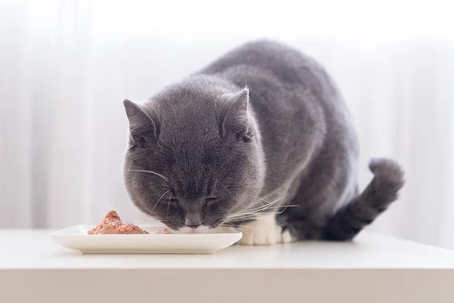 Cats Are Obligate Carnivores: Vet-Approved Info & Feline Diet Facts
