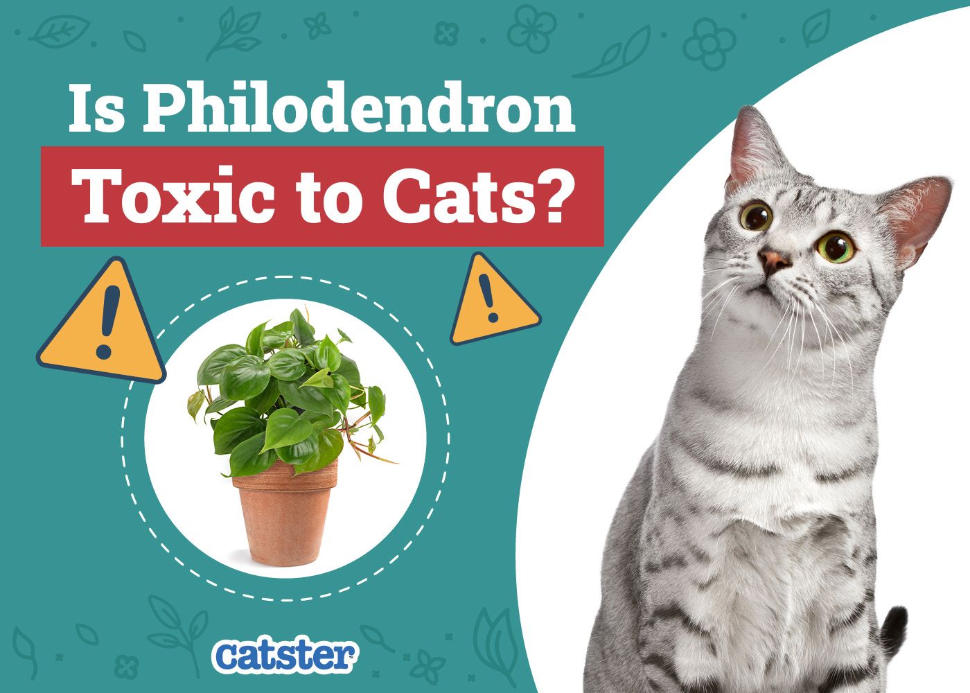 Catster_Is Philodendron Toxic to Cats