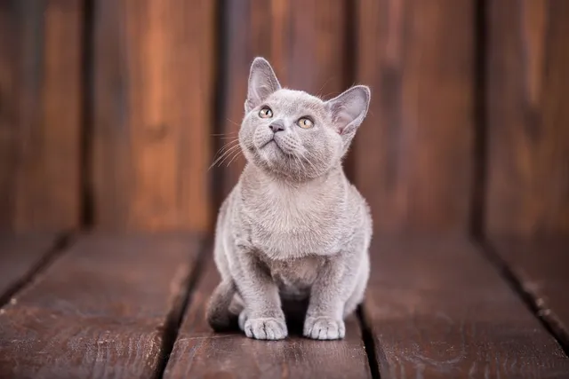 European Burmese Cat Breed Info: Pictures, Temperament & Traits