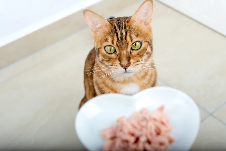 The owner feeds his Bengal cat with canned tuna food