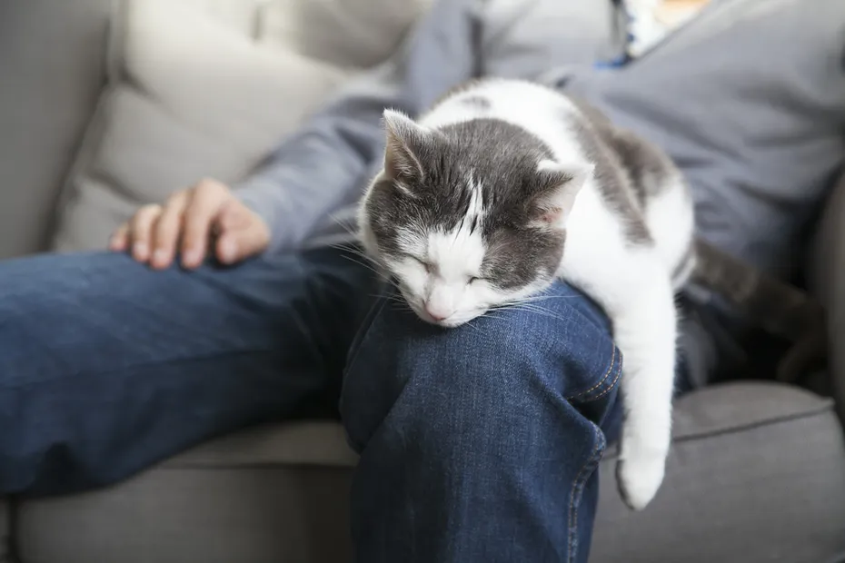 cat sleeping on man owners lap