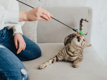 How to Bond With Your Cat Through Playtime: 4 Fun Ideas (Vet Approved)