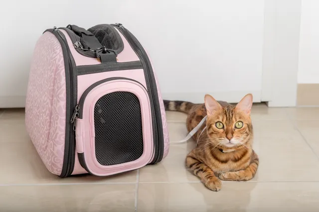 How to Take a Road Trip With a Cat: 10 Vet-Reviewed Tips