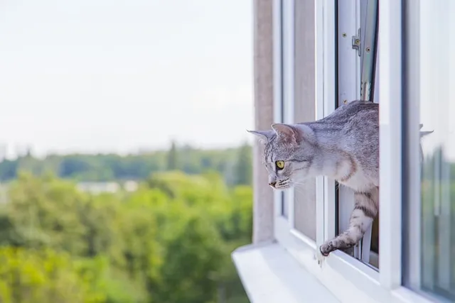 What Happens When Cats Fall Out of High Windows? (Vet-Answer)