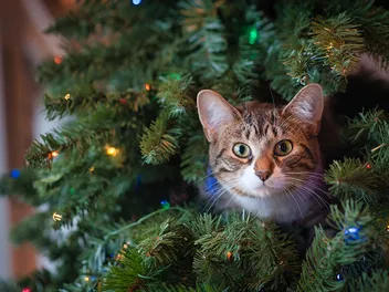 Do Cats Eat Christmas Trees? Vet-Reviewed Risks & Tips