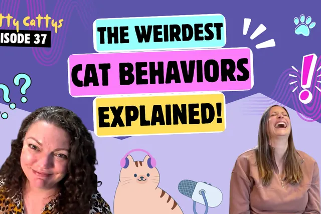 Chatting About Weird Cat Behaviors, Hissing, & Cats Who Hump | Chatty Cattys, Episode 37