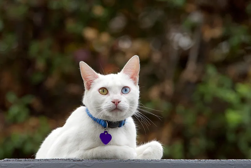 White cat with heterochromatic eyes wearing blue collar