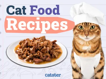 5 Homemade Cat Food Recipes (Vet Approved)