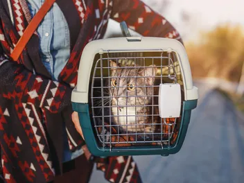 Does Uber Allow Cats? Pet Travel Guide (2026 Update)