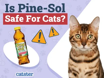 Is Pine-Sol Safe for Cats? Vet-Reviewed Health Facts