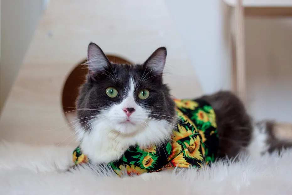 Black and white medium hair cat in Hawaiian shirt