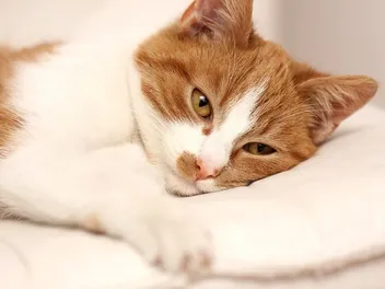 Can Indoor Cats Get Toxoplasmosis? Vet Reviewed Signs & Prevention Tips