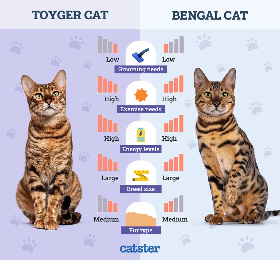 Catster_Side by Side Comparison Toyger vs Bengal Cat