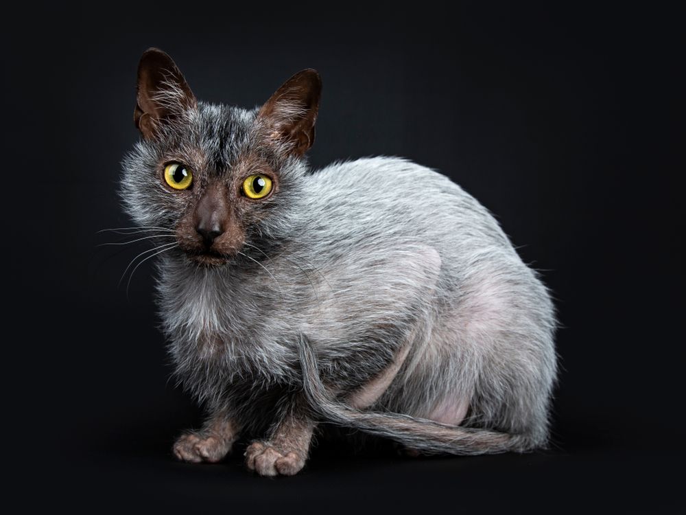 Lykoi cat werewolf cat crouching isolated black background