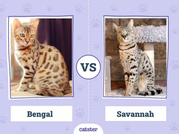 Bengal vs. Savannah Cat: What’s the Difference? (With Pictures)