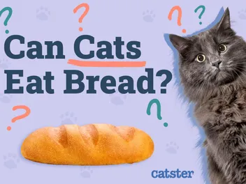 Can Cats Eat Bread? Vet-Approved Facts & FAQ