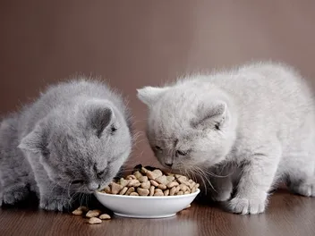 How to Feed Multiple Cats: 6 Vet-Reviewed Tips That Work