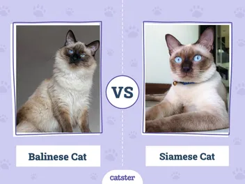 Balinese vs Siamese Cat: What's the Difference? (With Pictures)