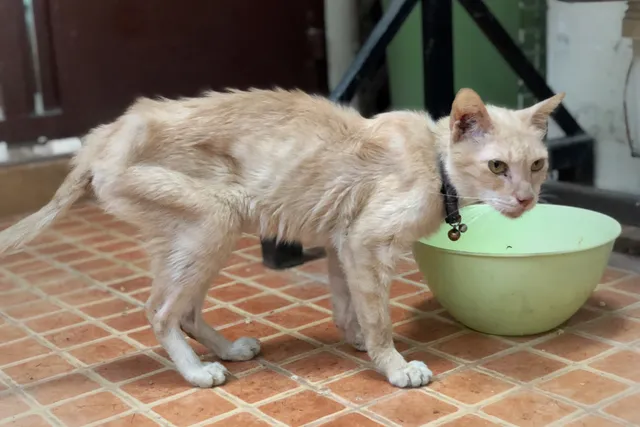 Sudden Weight Loss in Cats: 12 Possible Causes & What to Do (Vet Answer)