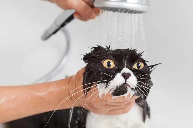 Why Do Cats Hate Water? 5 Vet-Verified Possible Reasons