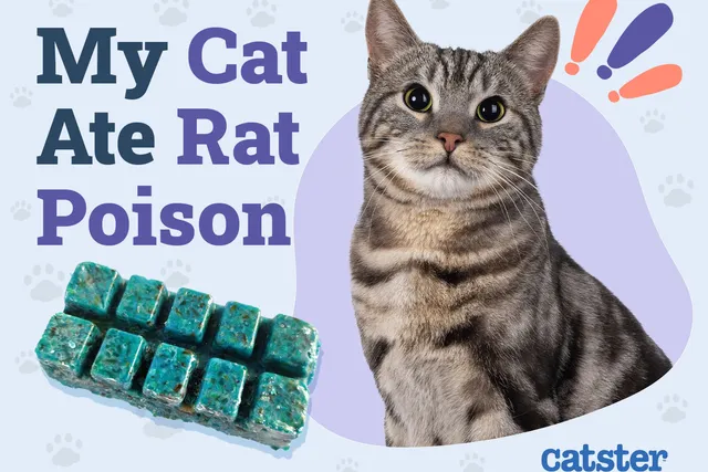 My Cat Ate Rat Poison: Symptoms & What to Do (Vet Answer)