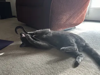 The Remarkable Russian Blue: Comparing Olga to the Breed Standard