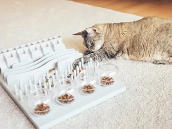 Are Slow Feeders Good For Cats? Vet Approved Pros, Cons & Verdict