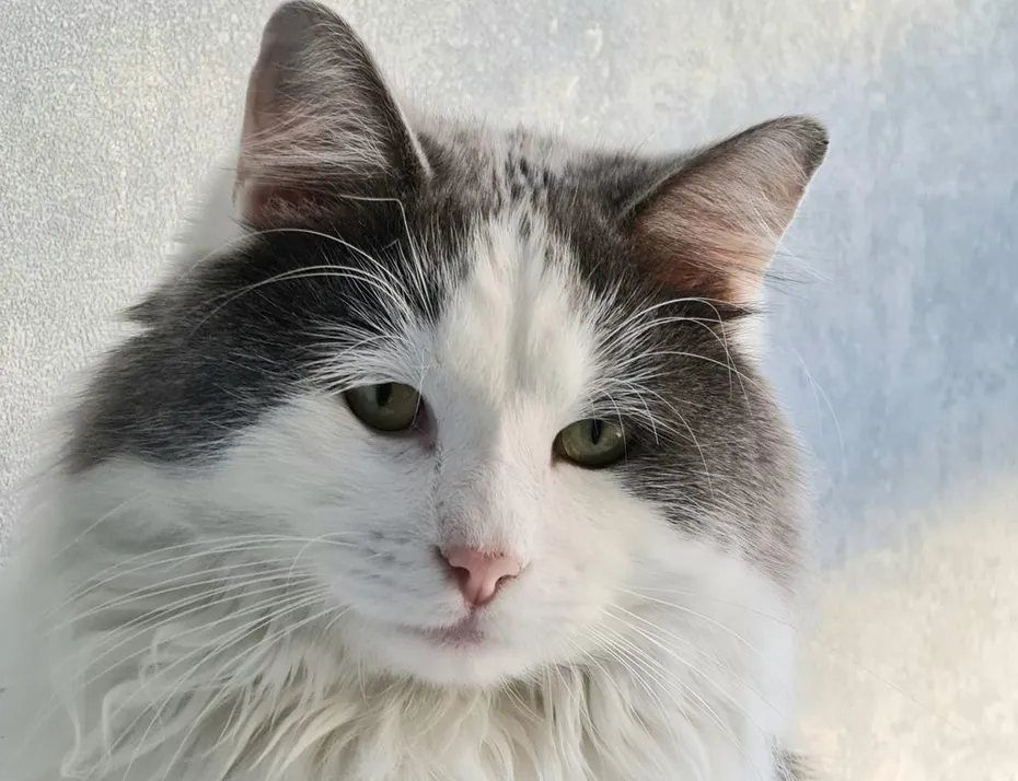 close up maine coon ragdoll mix cat