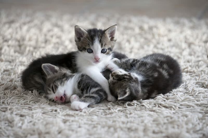 kittens on carpet