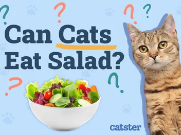 Can Cats Eat Salad? Vet Reviewed Health Benefits & Warnings