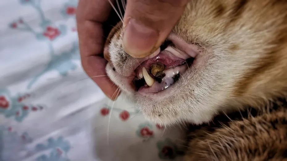 Cat broken teeth