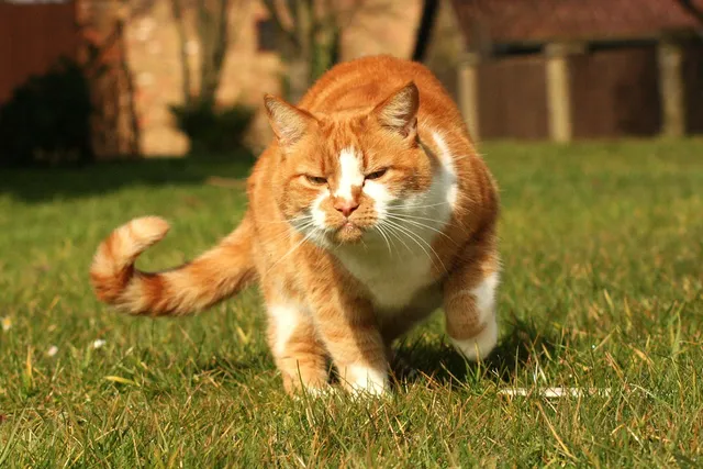 Why Is My Cat Suddenly Walking Like They're Drunk? 10 Vet-Reviewed Reasons
