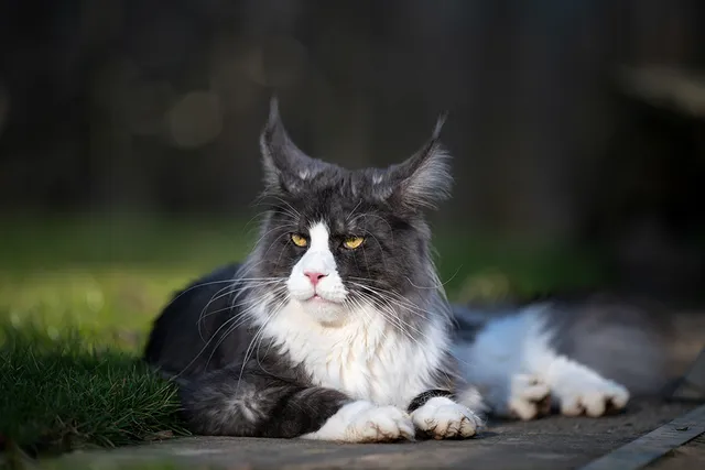 What Breed Is My Tuxedo Cat? 9 Common Types (With Pictures)