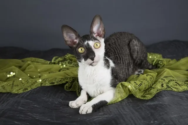 6 Types of Cornish Rex Cats: Colors, Breeds & Patterns (With Info & Pictures, Vet-Reviewed)
