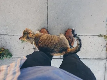 Why Do Cats Invade Your Personal Space? 4 Vet-Reviewed Reasons