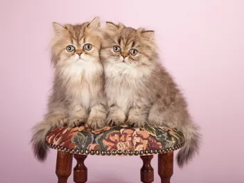 Persian Cats for Sale in North Carolina: Breeders List 2026