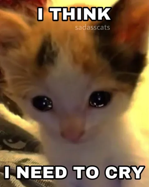 BRB Cat