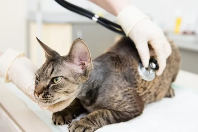 Can a Cat Get Parvo & Can They Get It From a Dog? Our Vet Explains