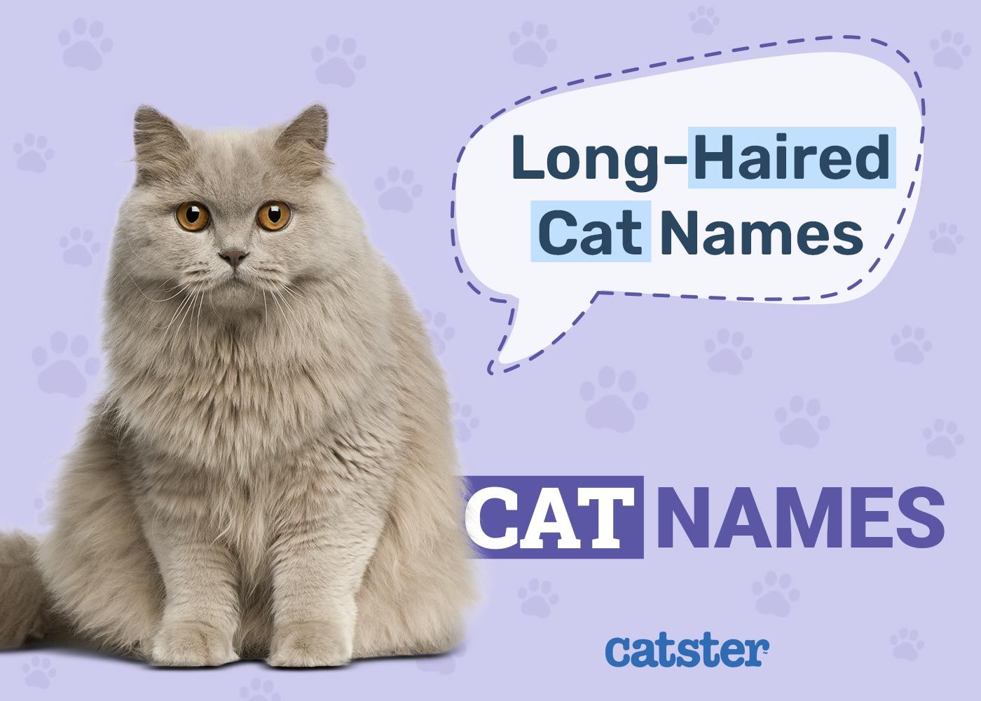Long-Haired Cat Names