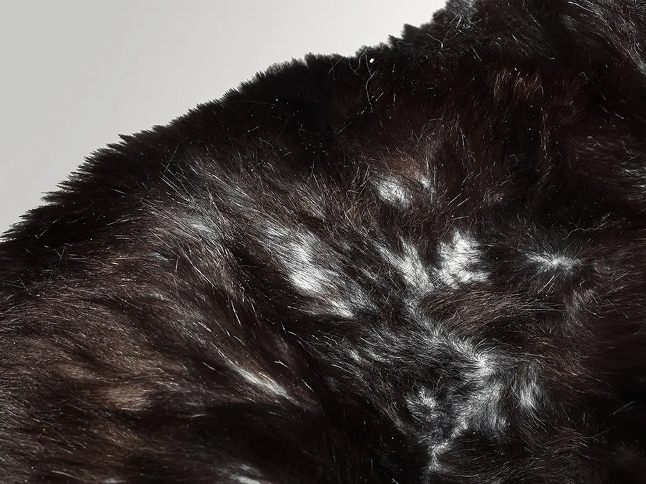 black cat suffering from alopecia
