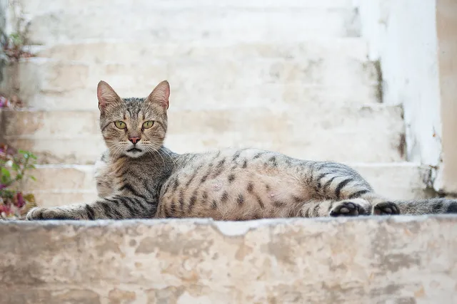 How Soon Can a Cat Get Pregnant After Giving Birth? Vet-Reviewed Facts & FAQ
